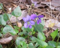 viola papilionacea ab.jpg